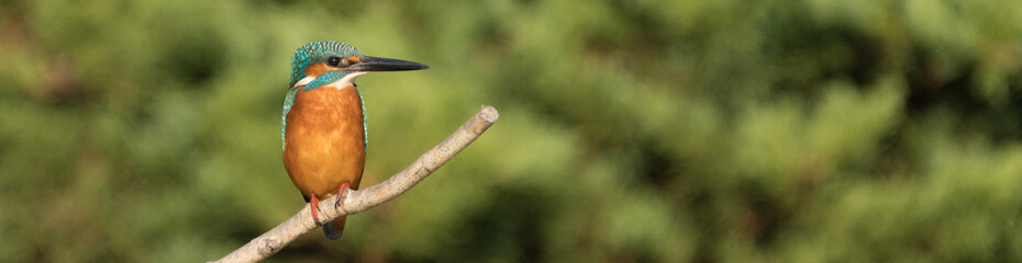 Male common kingfisher perching image with copy space.