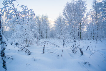 snowed winter forest russia birches and trees