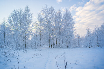 snowed winter forest russia birches and trees