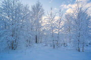 Fototapeta premium snowed winter forest russia birches and trees