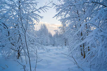 snowed winter forest russia birches and trees