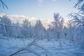 snowed winter forest russia birches and trees