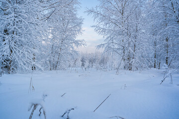 snowed winter forest russia birches and trees