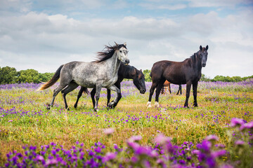Three wild horses running in a field of wildflowers, Canos de Meca, Cadiz, Andalusia, Spain