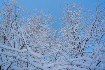 snowed winter forest russia birches and trees