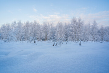 snowed winter forest russia birches and trees