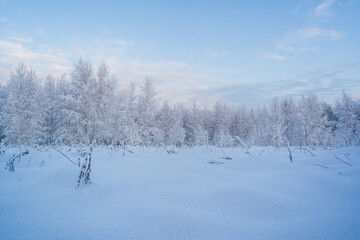 Fototapeta na wymiar snowed winter forest russia birches and trees