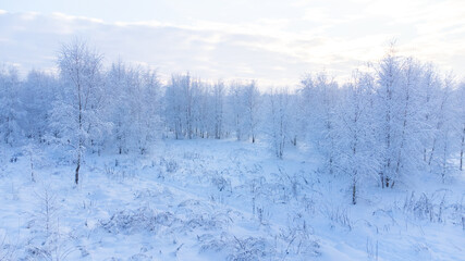 snowed winter forest russia birches and trees