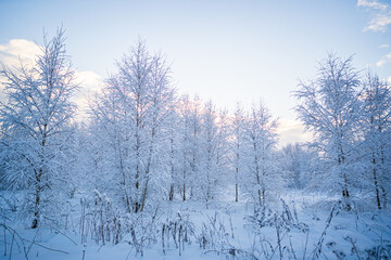 snowed winter forest russia birches and trees