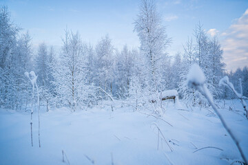 snowed winter forest russia birches and trees