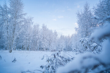 snowed winter forest russia birches and trees