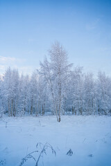 snowed winter forest russia birches and trees