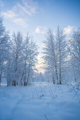 snowed winter forest russia birches and trees