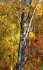 Landscape near Listvyanka. Irkutsk oblast. Russian