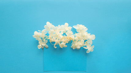 Blue envelope with white flowers hydrangea inside on a blue background