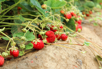 Strawberry garden planted in the garden, diseases of cultivated plants