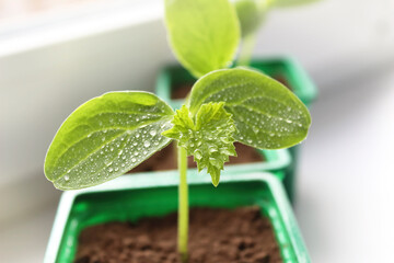 The sprout of a young shoot is planted in a glass with earth