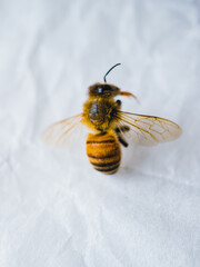 Close up of a bee