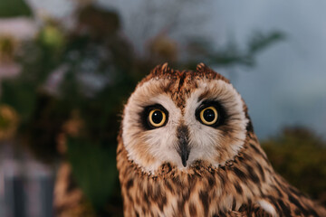 Owl on a wedding served table