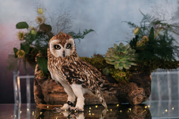 Owl on a wedding served table