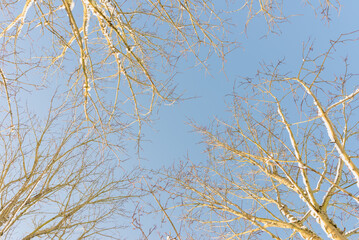 Tree crowns from below. Winter trees blue sky in the park.below view