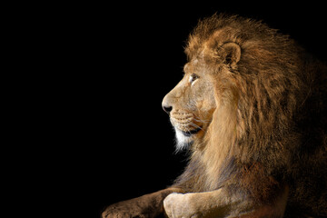 Fototapeta na wymiar Lion , King of the jungle , Portrait Wildlife animal 