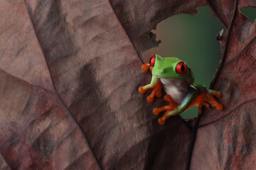 Red-eyed tree frog on dry leaves, red-eyed tree frog (Agalychnis callidryas) closeup 