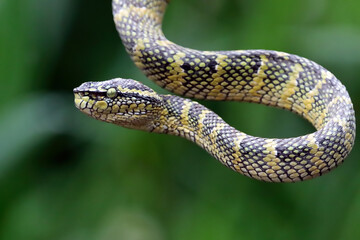 Wagleri viper snake closeup head on branch, beautiful color wagleri snake 