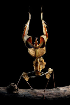 Idolomantis diabolica with self defense position on branch with black background