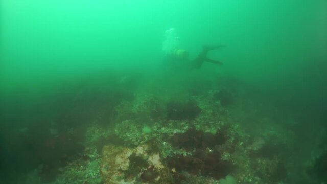 Spiny king crab Paralithodes brevipess underwater in Sea of Okhotsk. Shell with prickles is dark brown color, right claw on outer side is dark red. Underwater diving.
