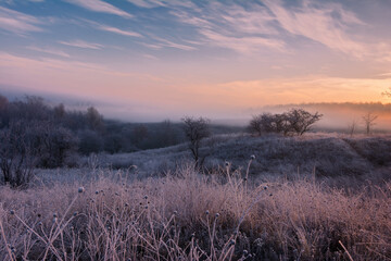 Sunrise landscape with tree and grass in frost