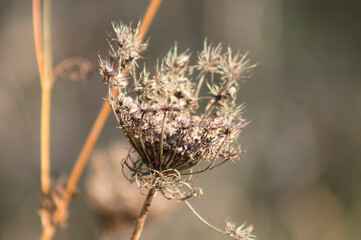 Wild carrot seeds closeup view with blurred background