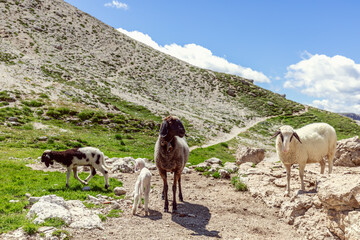 A family of sheep with their newborn cubs in an alpine pasture in the Italian Dolomites