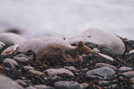 Brown Arctic Fox Sleeping