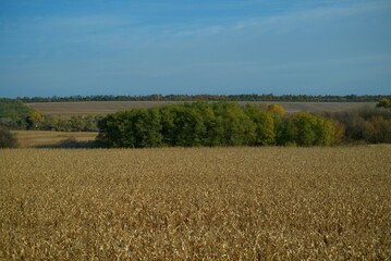 Ukrainian landscape, field of corn