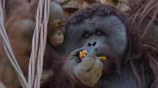 Male orangutan monkey eating fruit - Pongo pygmaeus