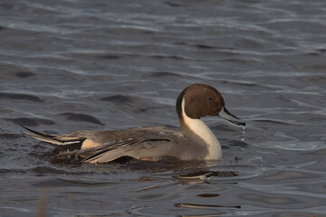 Northern pintail, Anas acuta