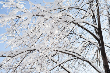 Branches covered with snow on a sunny day.
