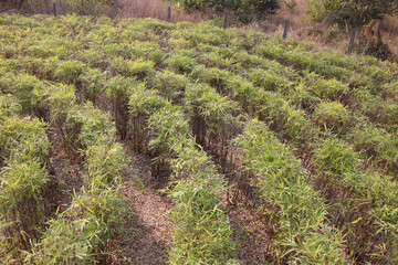 Mehndi's Maze 