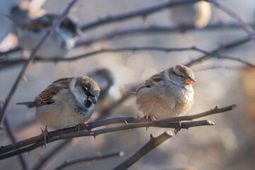 House sparrows (Passer domesticus )  on a rosehip branch at the beginning of winter. Male, female, close-up.