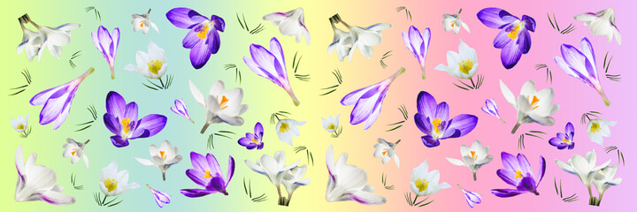 Fototapeta na wymiar Purple and white crocuses on a gradient multicolored background. Spring banner with flowers. Floral background.