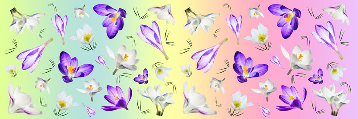 Purple and white crocuses on a gradient multicolored background. Spring banner with flowers. Floral background.