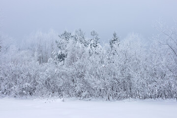 Beautiful gentle winter landscape bushes in frost, snow and fog