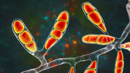 Microscopic fungi Epidermophyton floccosum, scientific illustration © Dr_Microbe
