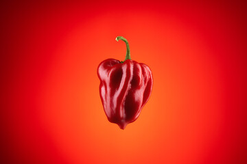 Habanero pepper on red background, hot spicy habanero pepper. - obrazy, fototapety, plakaty