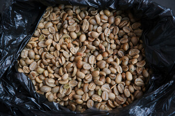 Obraz premium Robusta raw coffee beans. Temanggung robusta green coffee, Indonesia which has not been sorted yet