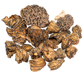 Macro shot of dried morel mushroom with stem isolated on white