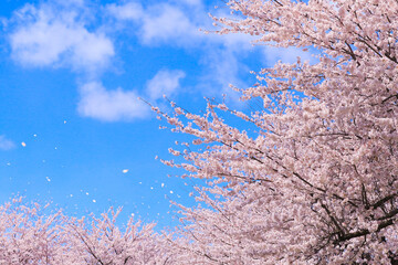 満開の桜