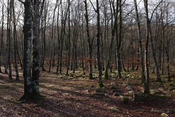 Wood in winter