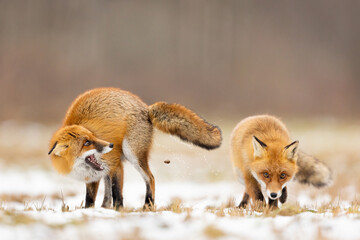 Mammals - European Red Fox (Vulpes vulpes)